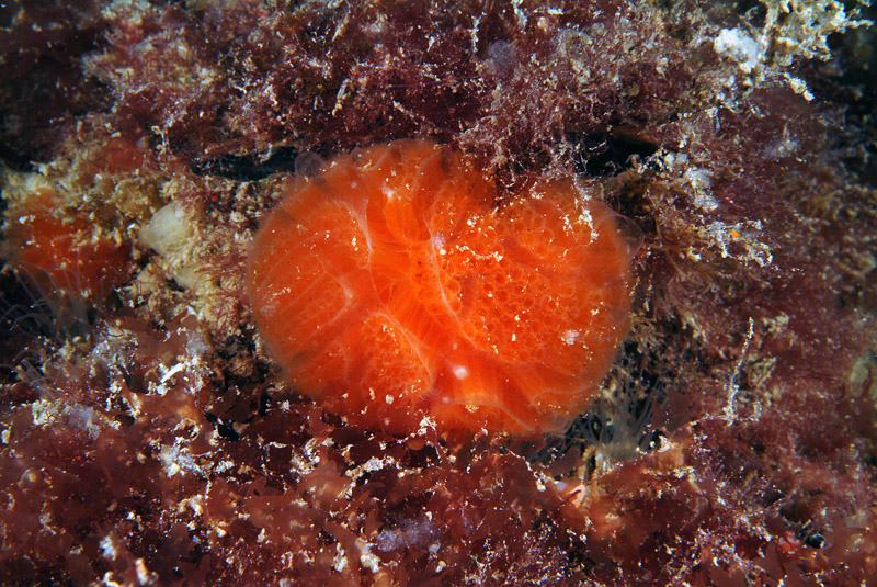 Aplidium sp.